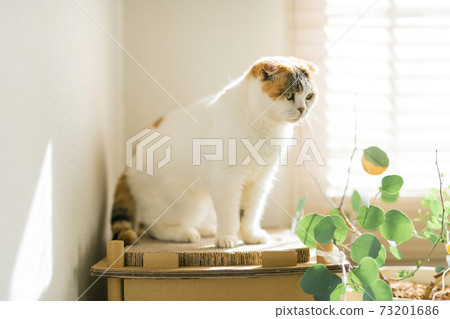 Calico cat standing by the window 73201686