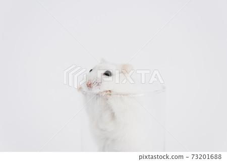 Hamster peeking out of the cup 73201688