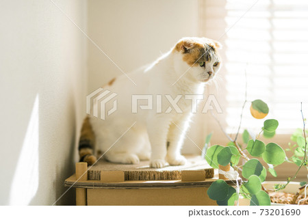 Calico cat standing by the window 73201690