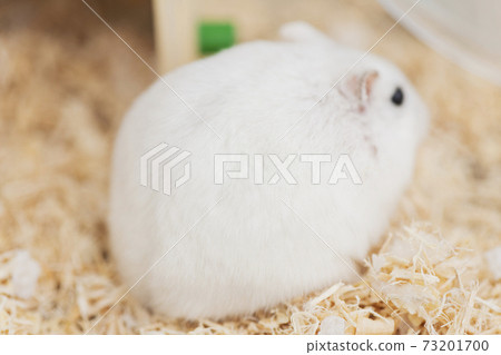 Hamster spending time in the nest Hamster spending time in the nest 73201700