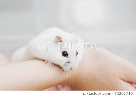 Hamster in the hands of the owner 73201710