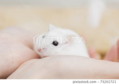 Hamster in the hands of the owner 73201721