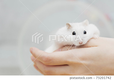 Hamster in the hands of the owner Hamster in the hands of the owner 73201742