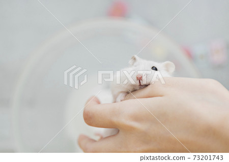 Hamster in the hands of the owner 73201743