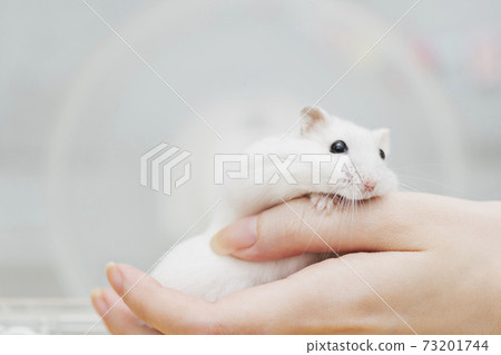 Hamster in the hands of the owner 73201744