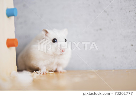 Hamster walking in the room 73201777