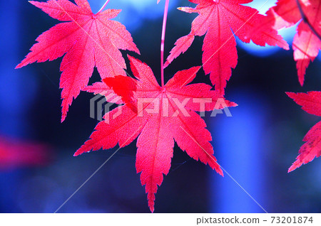 Momiji Autumn Leaves (Ashikaga City Momiji Valley) Momiji Autumn Leaves (Ashikaga City Momiji Valley) 73201874