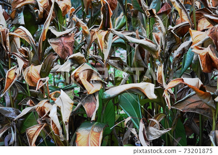 leaf leaf 73201875