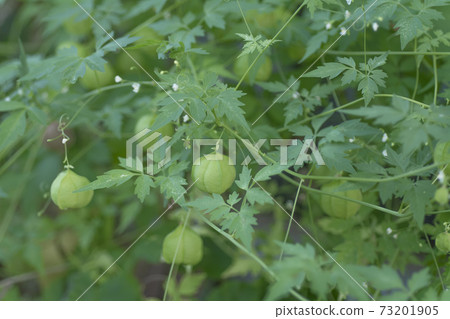 富森克魯茲 富森克魯茲 73201905
