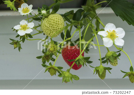 室內草莓花 室內草莓花 73202247