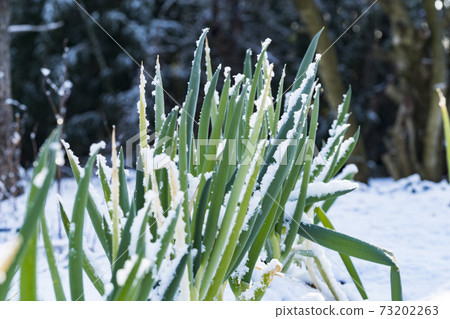 Daepa, winter, outdoor, Buan-gun, Jeonbuk, Daepa, winter, outdoor, Buan-gun, Jeonbuk, 73202263