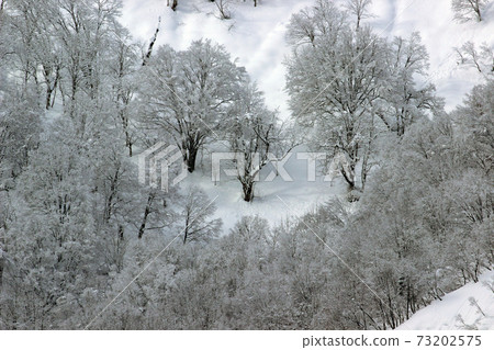 White beech forest in Satoyama in winter in a snowy country, Tadami Town, Fukushima Prefecture 73202575