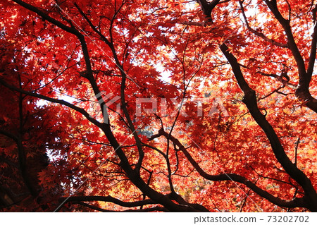 鎌倉的秋天:長壽寺的秋葉 鎌倉的秋天:長壽寺的秋葉 73202702