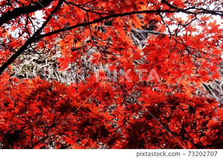 鎌倉的秋天:長壽寺的秋葉 鎌倉的秋天:長壽寺的秋葉 73202707