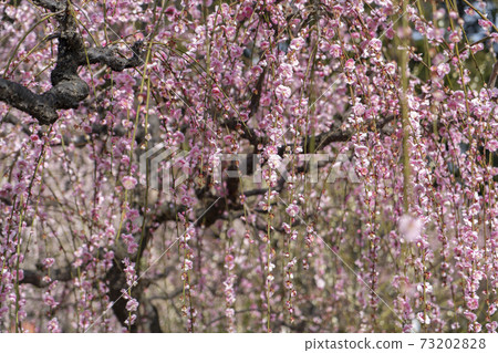 Yujing Ume Yuuki Shrine Yujing Ume Yuuki Shrine 73202828