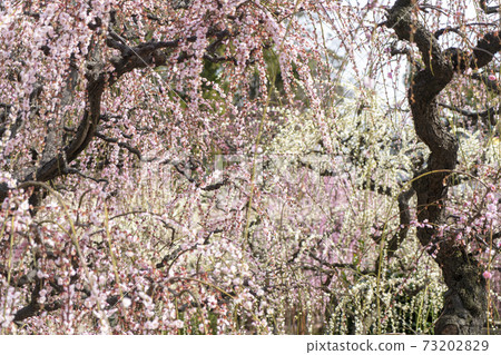 Yujing Ume Yuuki Shrine Yujing Ume Yuuki Shrine 73202829