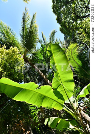 夏威夷的假期 73202838