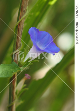 Asagao一種漏斗狀的藍紫色花。 73202840
