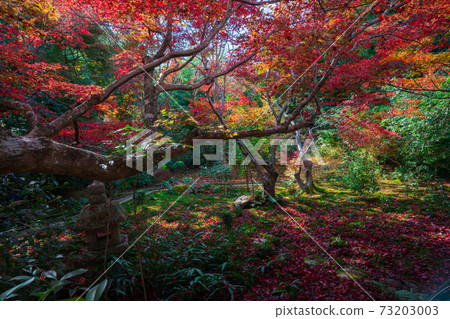 Autumn leaves of Enrian Temple in Kyoto Sagano Autumn leaves of Enrian Temple in Kyoto Sagano 73203003