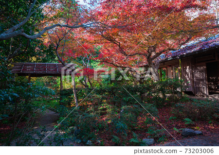 Autumn leaves of Enrian Temple in Kyoto Sagano Autumn leaves of Enrian Temple in Kyoto Sagano 73203006