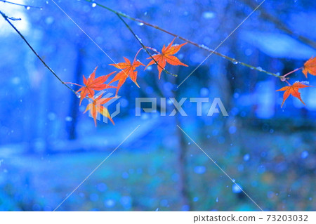 Xiaoxue and maple Xiaoxue and maple 73203032