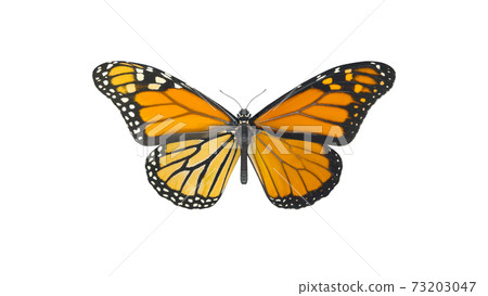 Top view of natural yellow butterfly isolated on white background with Clipping path. Top view of natural yellow butterfly isolated on white background with Clipping path. 73203047