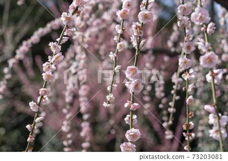 Yujing Ume Yuuki Shrine 73203081