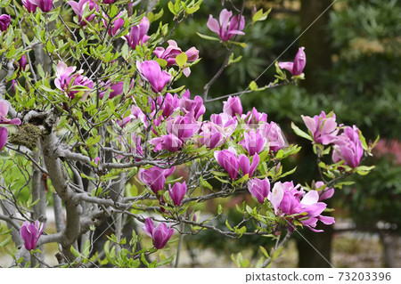 Tenningji Magnolia (purple magnolia) 73203396
