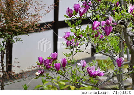 Tenningji Magnolia (purple magnolia) 73203398