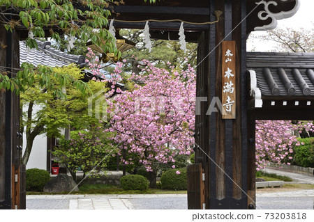 Honmonji Eiji櫻花 Honmonji Eiji櫻花 73203818