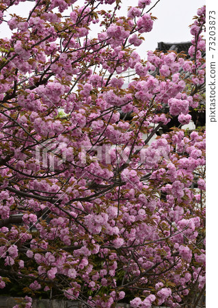 Honmonji Eiji櫻花 Honmonji Eiji櫻花 73203873