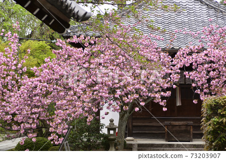 Honmonji Eiji櫻花 Honmonji Eiji櫻花 73203907