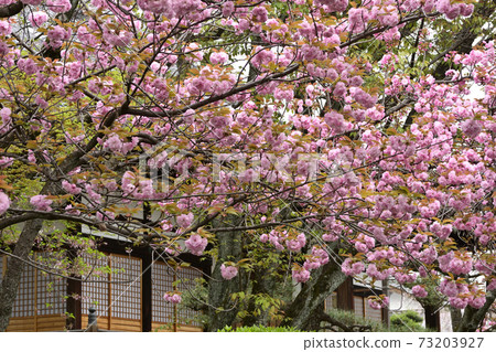 Honmonji Eiji櫻花 Honmonji Eiji櫻花 73203927