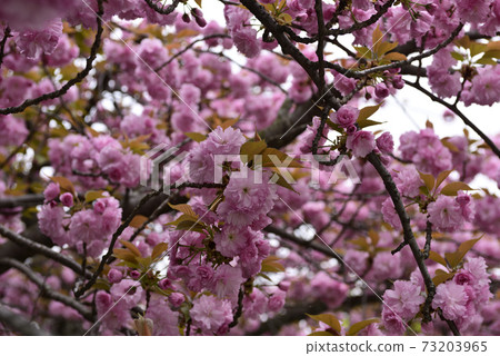 Honmonji Eiji櫻花 Honmonji Eiji櫻花 73203965