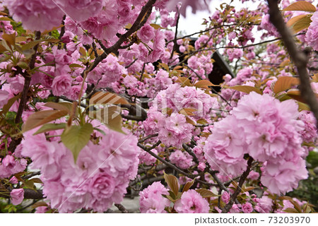 Honmonji Eiji櫻花 Honmonji Eiji櫻花 73203970