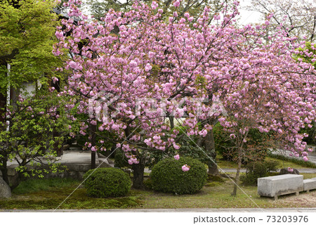 Honmonji Eiji cherry tree Honmonji Eiji cherry tree 73203976