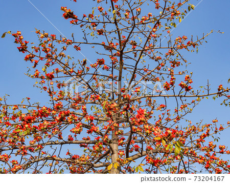 Sunny view of the Bombax ceiba tree blossom 73204167