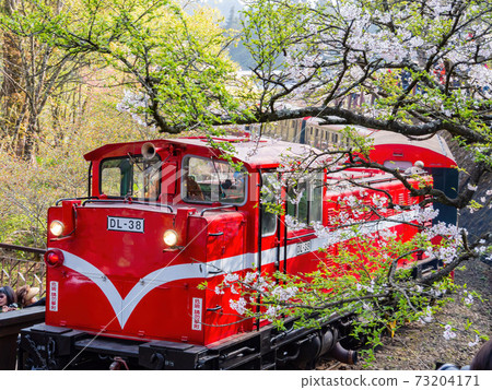 Morning view of the Yoshino cherry tree blossom and railway 73204171