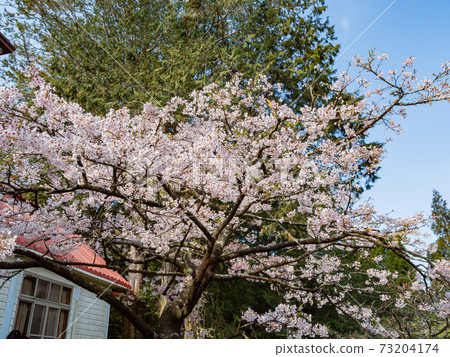 Morning view of the Yoshino cherry tree blossom 73204174