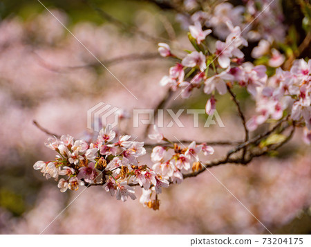 Morning view of the Yoshino cherry tree blossom 73204175