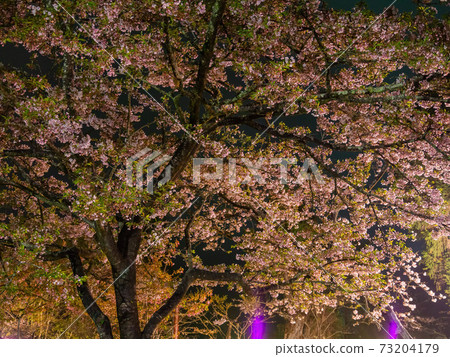 Night view of the Yoshino cherry tree blossom 73204179