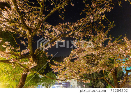 Night view of the Yoshino cherry tree blossom 73204202