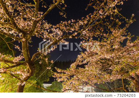 Night view of the Yoshino cherry tree blossom Night view of the Yoshino cherry tree blossom 73204203