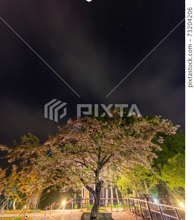 Night view of the Yoshino cherry tree blossom Night view of the Yoshino cherry tree blossom 73204206