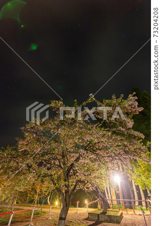 Night view of the Yoshino cherry tree blossom Night view of the Yoshino cherry tree blossom 73204208