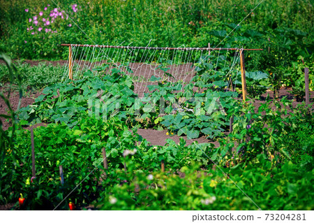 Vegetable garden with growing vegetables. Natural rustic plantation of green vegetable garden on a 73204281
