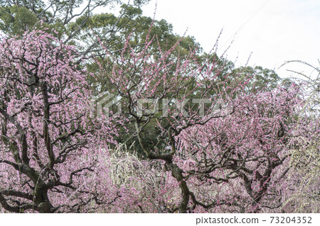 Yujing Ume Yuuki Shrine Yujing Ume Yuuki Shrine 73204352