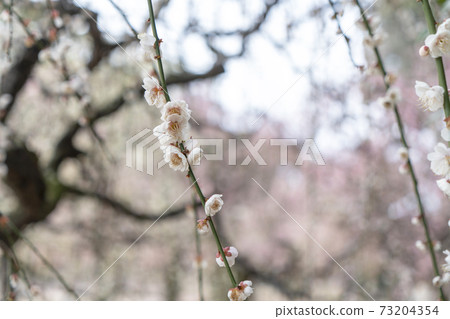Yujing Ume Yuuki Shrine Yujing Ume Yuuki Shrine 73204354