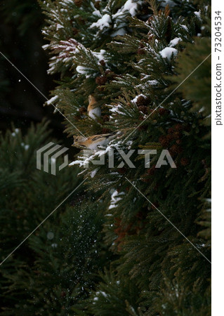 一隻小鳥在雪地裡玩雪松樹(Atori?) 一隻小鳥在雪地裡玩雪松樹(Atori?) 73204534