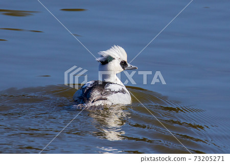 Miko Aisa Miko Aisa 73205271